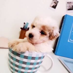 Meet your Posher, Junlu